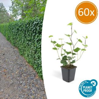 60 Stuks Klimop, Compacte Haag, Groen, Hedera Hibernica - ↕10-25cm - Ø9cm