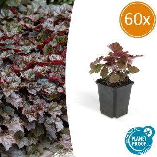 60 Stuks Sierlijk PaasKlokje, Diep Paars/Brons Blad, Bodembedekker, Heuchera mic.  Palace Purple  - ↕10-25cm - Ø9cm