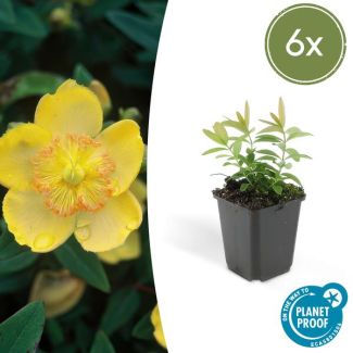 6x grote hertshooi Hypericum calycinum - ↕10-25cm - Ø9cm - aantrekkelijke bodembedekker