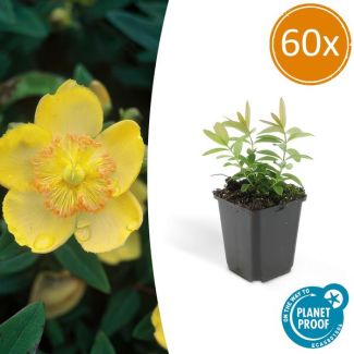60 Stuks Grote Hertshooi , Aantrekkelijke Bodembedekker, Hypericum Calycinum - ↕10-25cm - Ø9cm