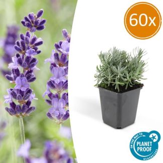 60 Stuks, Lavendel, Heerlijk Geurend Diep Paarse Bloemen, Lavandula  Hidcote  - ↕10-25cm - Ø9cm