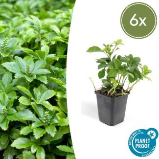 6x Schaduwkruid Green Carpet, groene bodemdekker voor in de tuin Pachysandra terminalis