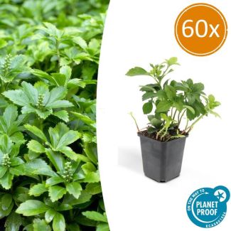 60 Stuks Schaduwkruid Green Carpet, Groenblijvende Bodembedekker,  Pachysandra terminalis - ↕10-25cm - Ø9cm