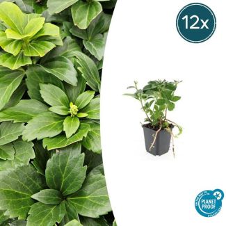 12 Stuks Schaduwkruid, Groenblijvende Bodembedekker,  Pachysandra terminalis - ↕10-25cm - Ø9cm