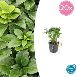 20 Stuks Schaduwkruid, Groenblijvende Bodembedekker,  Pachysandra terminalis - ↕10-25cm - Ø9cm