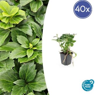 40 Stuks Schaduwkruid, Groenblijvende Bodembedekker,  Pachysandra terminalis - ↕10-25cm - Ø9cm