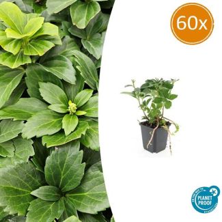 60 Stuks Schaduwkruid, Groenblijvende Bodembedekker,  Pachysandra terminalis - ↕10-25cm - Ø9cm