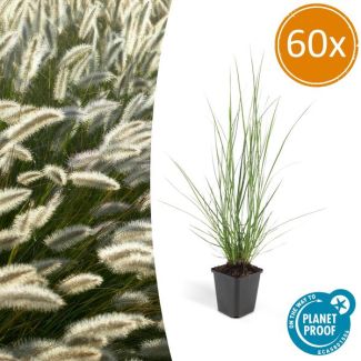 60 Stuks Siergras, Lampenpoetsergras 'Hameln', Mooie Pluuimen, Pennisetum alopecuroides  Hameln  - ↕10-25cm - Ø9cm