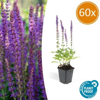 60 Stuks, Bos-Salie of Ostfriesland’, Rijke Paarse Bloemen, Salvia nem.  Ostfriesland  - ↕10-25cm - Ø9cm
