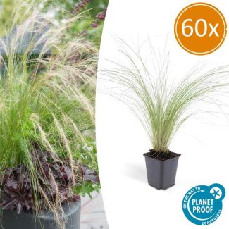 60 Stuks Mexicaans Vedergras, Sierlijk Fijn Harig Siergras,  Stipa tenuissima 'Ponytails' - ↕10-25cm - Ø9cm