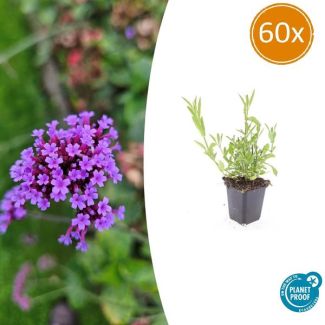60 Maal Verbena bonariensis - Tuinplant met paarse bloemen - Niet giftig