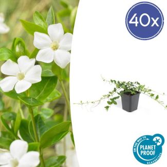 40 Stuks Maagdenpalm, Stervormige Witte Bloemen, Bodembedekker, Wintergroen, Vinca minor  Alba  - ↕10-25cm - Ø9cm