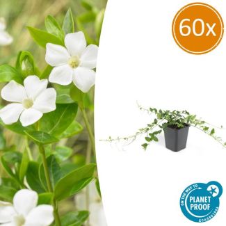 60 Stuks Maagdenpalm, Stervormige Witte Bloemen, Bodembedekker, Wintergroen, Vinca minor  Alba  - ↕10-25cm - Ø9cm