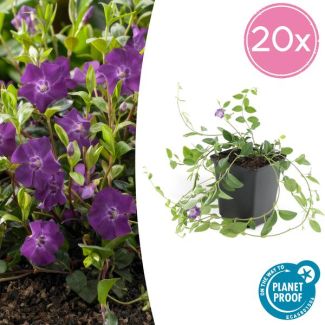 20 potten kleine maagdenpalm met paarse bloemen (vinca minor)