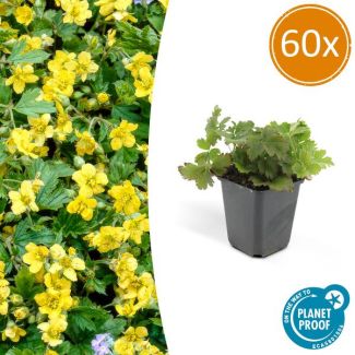 60 Suks GoudAardbei, Stralende Goudgele Bloemen,  Groenblijvende Bodembedekker,Waldsteinia Ternata - ↕10-25cm - Ø9cm