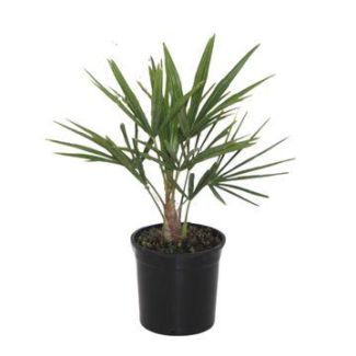 Chinese Waaierpalm, Winterharde Palm, Sterke Tropisch,Exotische uitstraling,  - Ø15cm - ↕40cm