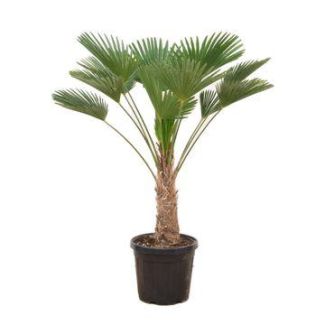 De Wagner-Palm, Chinese Waaierpalm, Mooi compact formaat, Blikvanger, Tropisch, Trachycarpus wagnerianus - Ø30cm - ↕130cm