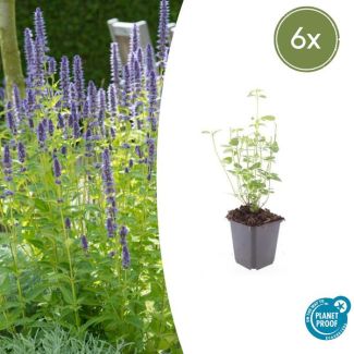 Dropplant - Anijsplant - Agastache 'Black Adder' 6x - 6 tuiplanten ↕10-25cm - Ø9cm