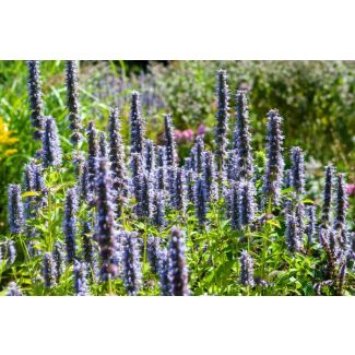 12 maal Agastache 'Black Adder' - Langbloeiende tuinplant met paarse bloemen - ↕10-25cm - Ø9cm