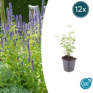 20 Stuks Dropplanten, Kleur Diep Paars, Vaste plant, Agastache  Black Adder, ↕10-25cm - Ø9cm - winterhard