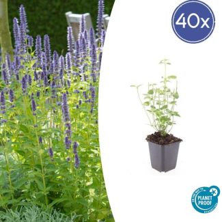 40 paarse tuinplanten - 40 Dropplanten (Agastache 'Black Adder') - ↕10-25cm - Ø9cm - winterhard