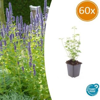 60 Tuinplanten (Agastache 'Black Adder') - ↕10-25cm - bloei van zomer tot herfst