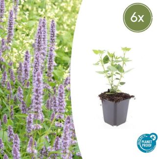 6 Stuks Blauwe Dropplant, Agastache Blue Fortune  Geurige Vast Plant, Labendelblauwe Bloemen, Blue Fortune  - ↕10-25cm - Ø9cm