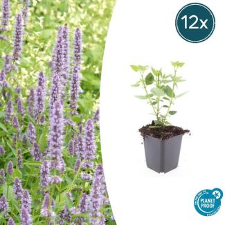 12 Stuks Blauwe Dropplant, Agastache Blue Fortune  Geurige Vast Plant, Labendelblauwe Bloemen, Blue Fortune  - ↕10-25cm - Ø9cm