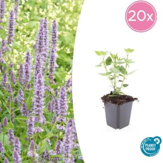 20 Stuks Blauwe Dropplant, Agastache Blue Fortune  Geurige Vast Plant, Labendelblauwe Bloemen, Blue Fortune  - ↕10-25cm - Ø9cm