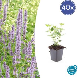 40 Stuks Blauwe Dropplant, Agastache Blue Fortune  Geurige Vast Plant, Labendelblauwe Bloemen, Blue Fortune  - ↕10-25cm - Ø9cm