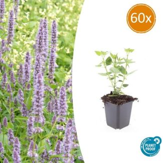 60 Stuks Blauwe Dropplant, Agastache Blue Fortune  Geurige Vast Plant, Labendelblauwe Bloemen, Blue Fortune  - ↕10-25cm - Ø9cm