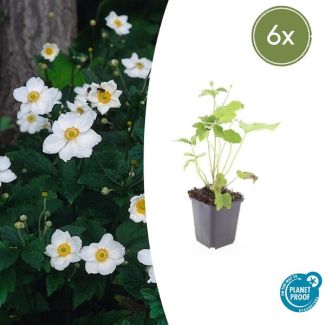 Herfstanemoon | 6 stuks | Anemone hybrida 'Honorine Jobert'