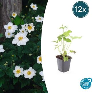 12 Herftsbloeiende tuinplanten | Anemone hybrida 'Honorine Jobert'