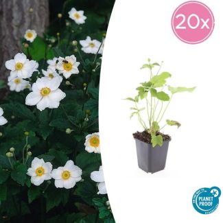 Anemone 'Honorine Jobert' 20 stuks - Winterharde tuinplant | Snijbloem & Borderplant