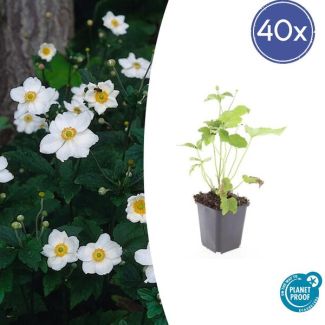 Anemone hybrida 'Honorine Jobert' 40x - Perfect voor borders | halfschaduw