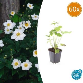 60 stuks Herfstanemoon - Witte bloemen in de herfst | Winterhard
