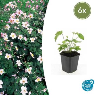 6 Stuks Behaarde herfstanemoon, Herfstbloeier, Wit tot Licht Rose, Anemone tom.  Robustissima  - ↕10-25cm - Ø9cm