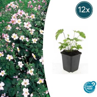 12 Stuks Behaarde herfstanemoon, Herfstbloeier, Wit tot Licht Rose, Anemone tom.  Robustissima  - ↕10-25cm - Ø9cm