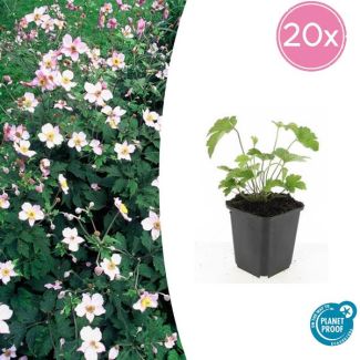 20 Stuks Behaarde herfstanemoon, Herfstbloeier, Wit tot Licht Rose, Anemone tom.  Robustissima  - ↕10-25cm - Ø9cm