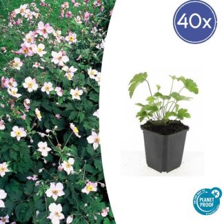 40 Stuks Behaarde herfstanemoon, Herfstbloeier, Wit tot Licht Rose, Anemone tom.  Robustissima  - ↕10-25cm - Ø9cm
