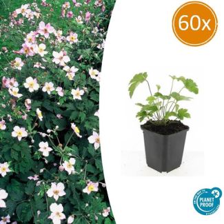 60 Stuks Behaarde herfstanemoon, Herfstbloeier, Wit tot Licht Rose, Anemone tom.  Robustissima  - ↕10-25cm - Ø9cm