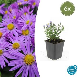 6  Stuks Herfst Aster, Kleur Paars met Geel Hard, Herfstbloeier, Aster (D)  Prof. Anton Kippenberg   - ↕10-25cm - Ø9cm
