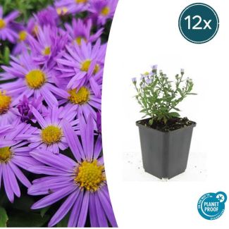 12  Stuks Herfst Aster, Kleur Paars met Geel Hard, Herfstbloeier, Aster (D)  Prof. Anton Kippenberg   - ↕10-25cm - Ø9cm