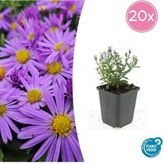 20  Stuks Herfst Aster, Kleur Paars met Geel Hard, Herfstbloeier, Aster (D)  Prof. Anton Kippenberg   - ↕10-25cm - Ø9cm