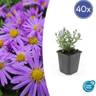 40 Stuks Herfst Aster, Kleur Paars met Geel Hard, Herfstbloeier, Aster (D)  Prof. Anton Kippenberg   - ↕10-25cm - Ø9cm
