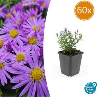 60 Stuks Herfst Aster, Kleur Paars met Geel Hard, Herfstbloeier, Aster (D)  Prof. Anton Kippenberg   - ↕10-25cm - Ø9cm