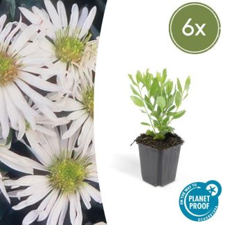 6 Tuinplanten met witte bloei - Aster ageratoides 'Ashvi' ↕10-25cm