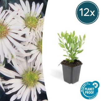 Bloeiende tuinplanten winterhard | 12 stuks | Aster ageratoides 'Ashvi'