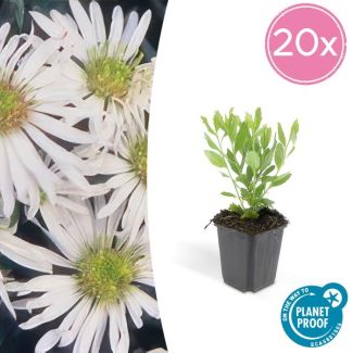 Aster ageratoides 'Ashvi' 20 maal | Bloeiende tuinplanten met witte bloemen