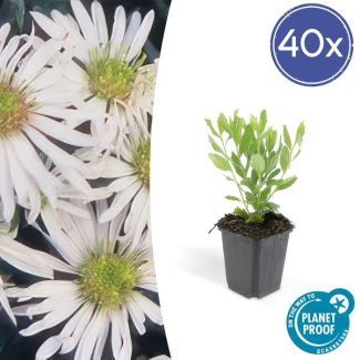 Aster 'Ashvi' 40 stuks - Sterke Aster voor Tuin en Border
